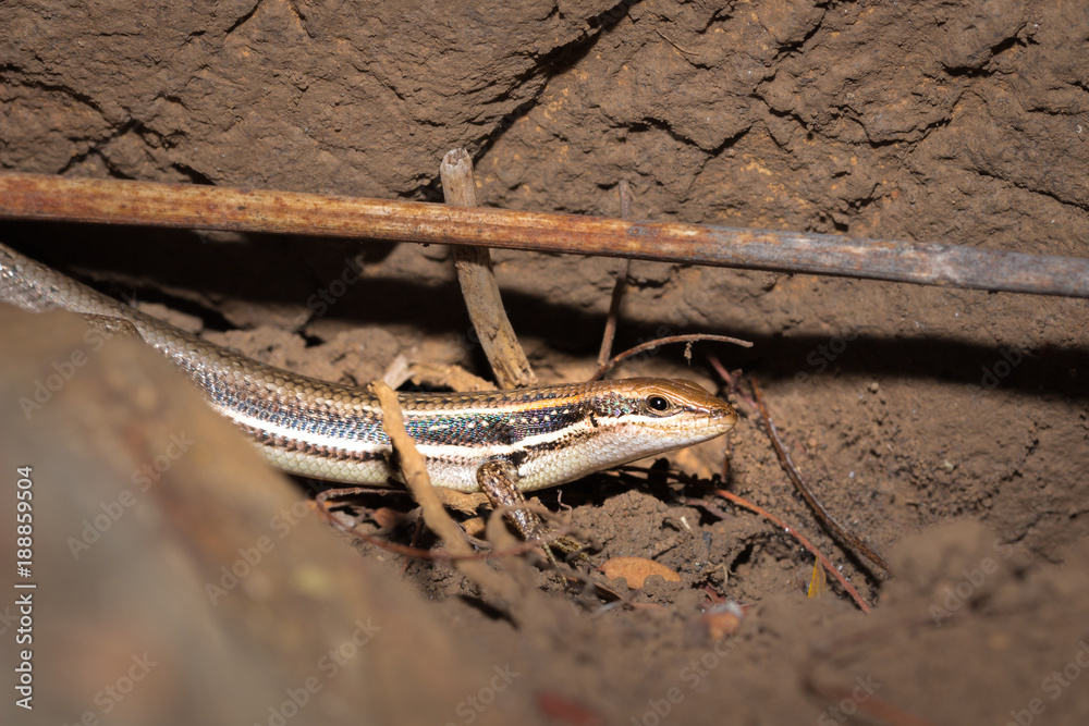 Gravenhorst's skink (trachylepis gravenhorstii) lying in the sun on an