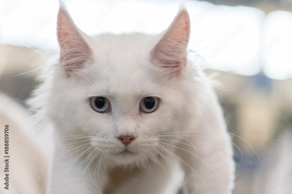 muzzle of a white cat with big eyes