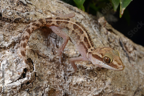 Madagaskar Großkopfgecko (Paroedura stumpffi) - Stumpff's Madagascar Ground Geckos