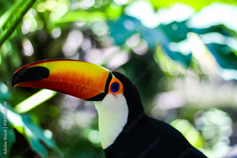 Naklejka premium Tucán