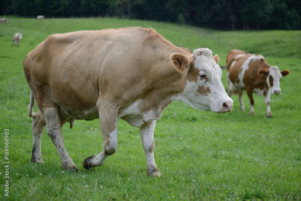 Ökobauernhof: laufende Milch-Kuh auf grüner Wiese Bayern 2016 - Urlaub auf dem Bauernhof