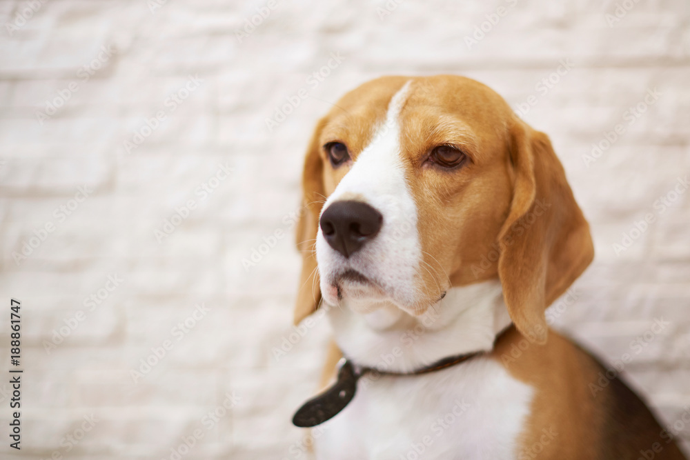 Portrait of beagle dog