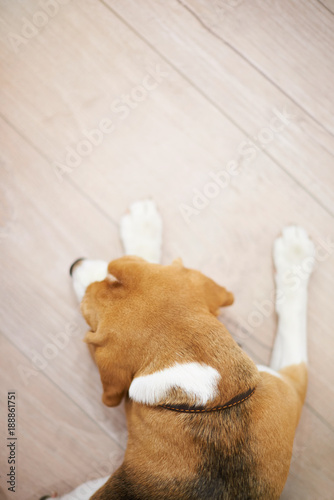 Fototapeta Naklejka Na Ścianę i Meble -  Sleeping dog on wooden floor