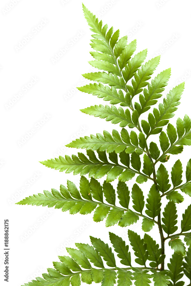 Leather-leaf fern