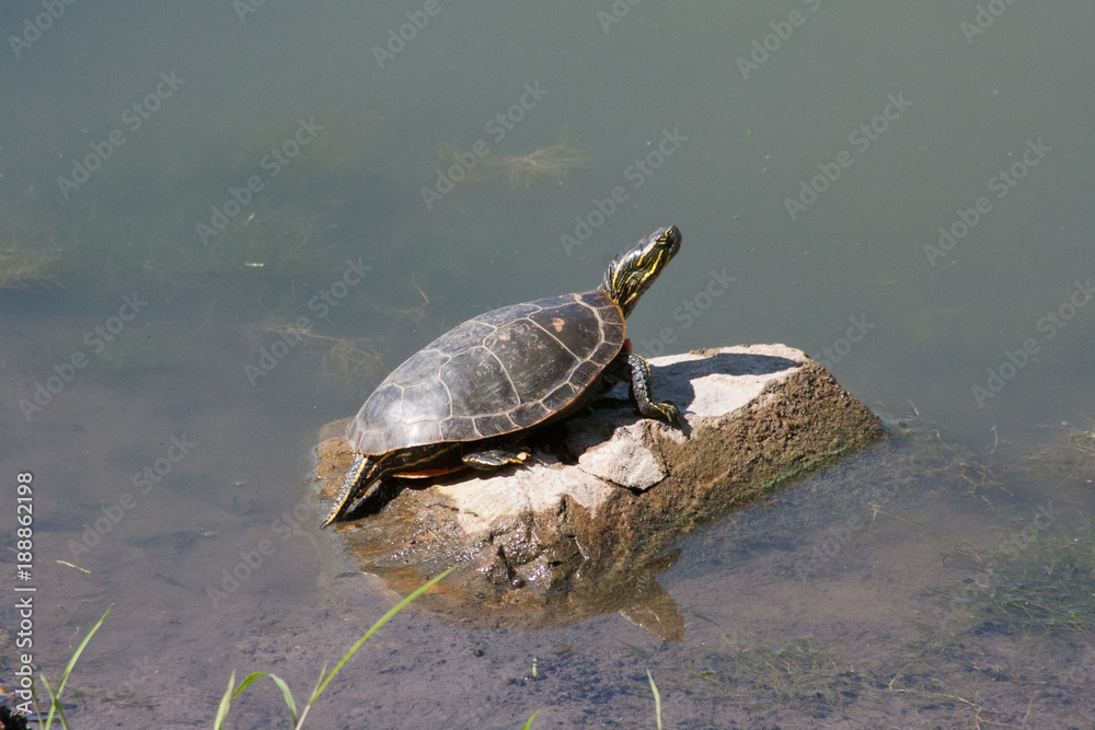 Fototapeta premium Painted Turtle