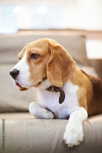 Close up of beagle laying on sofa © PixieMe