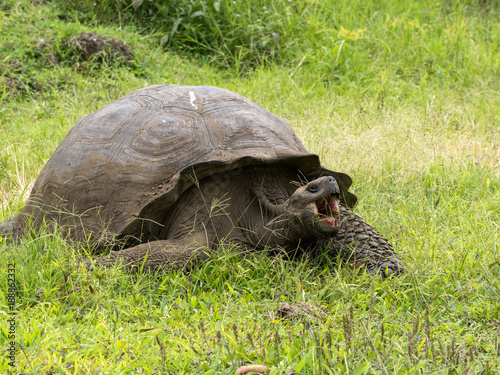 Galapagos Giant Tortoise, Chelonoidis n. porteri, reservation Chato, Santa Cruz, Glapagos, Ecuador