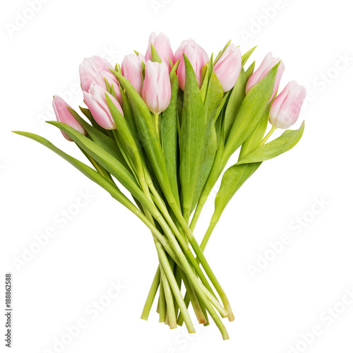 Bouquet of tender pink tuli...