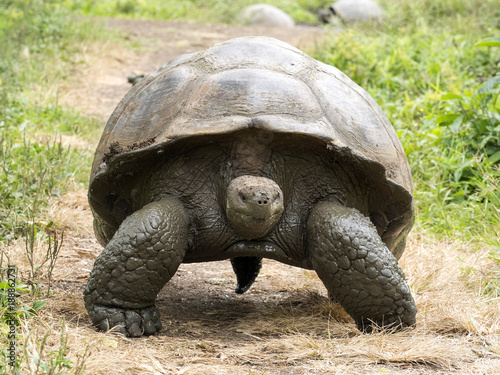 Galapagos Giant Tortoise, Chelonoidis n. porteri, reservation Chato, Santa Cruz, Glapagos, Ecuador