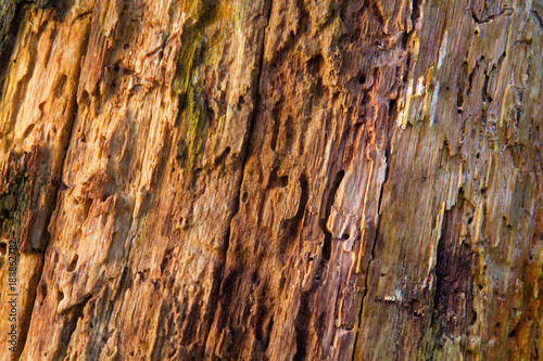 Canvas Print Detail of a rotting oak tree