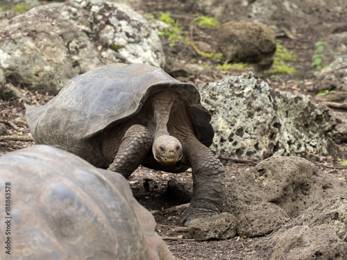 Galapagos Giant Tortoise, Chelonoidis chathamensis in the stony terrain of the center, Centro de Crianza de Tortugas, San Cristobal, Glapagos, Ecuador photo