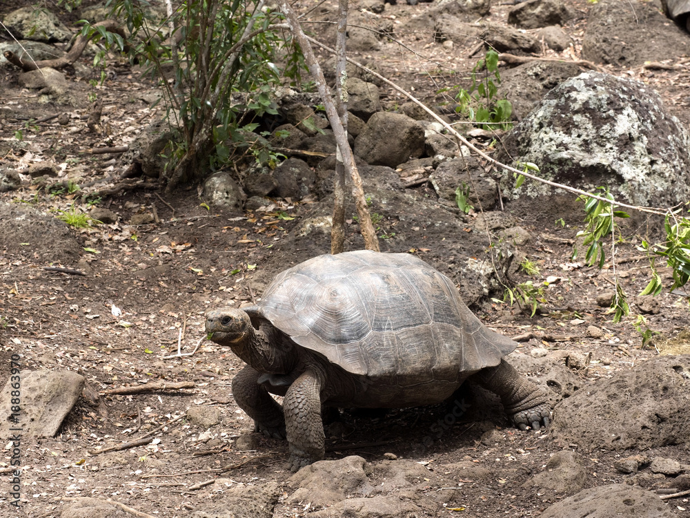 Obraz premium Galapagos Giant Tortoise, Chelonoidis chathamensis in the stony terrain of the center, Centro de Crianza de Tortugas, San Cristobal, Glapagos, Ecuador