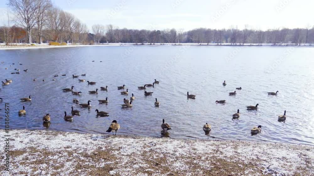 Canadian geese on the lake in a winter day