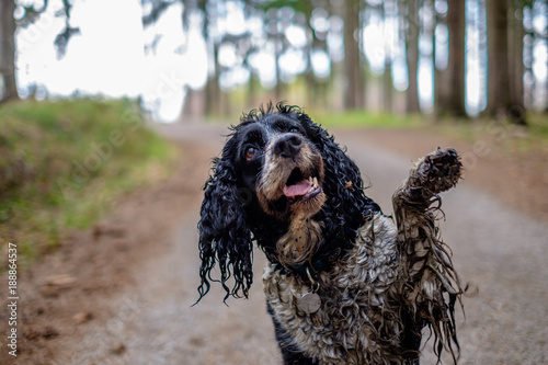 The wet dog gives his paw. Happy dirty dog in the wood.