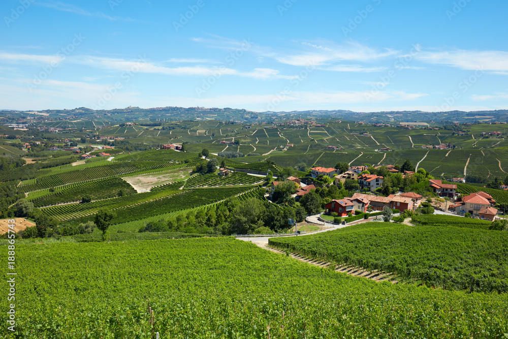Green vineyards, Piedmont landscape in a sunny day, blue sky