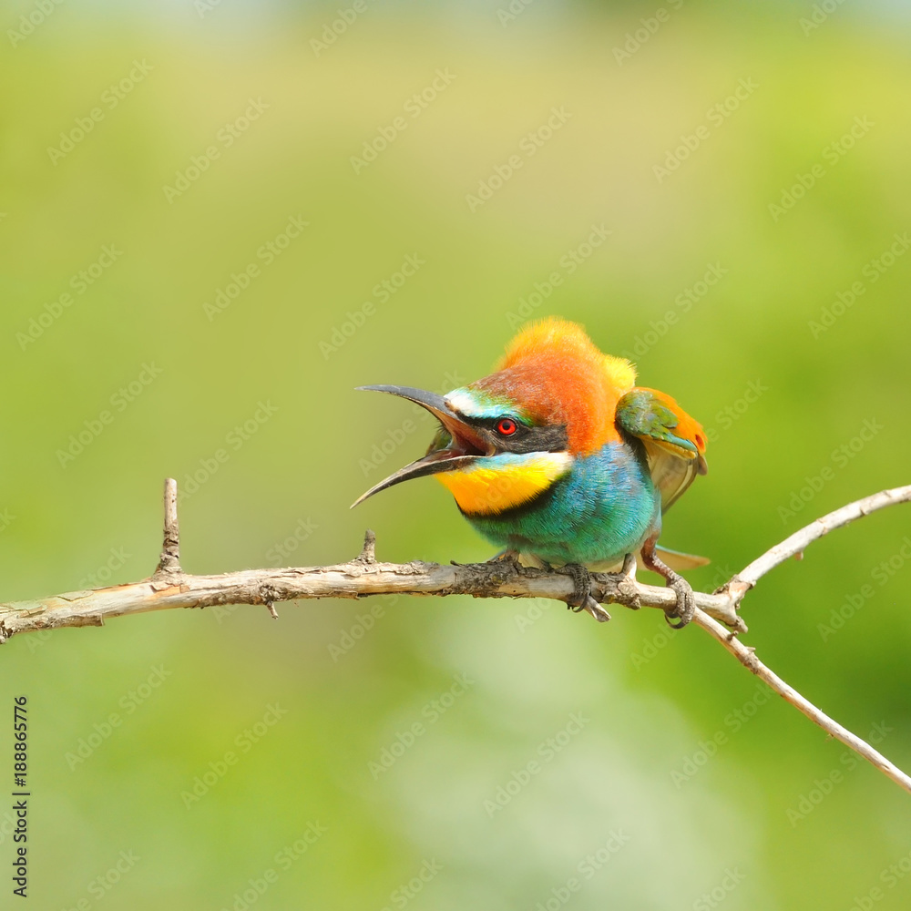 European bee-eater (Merops apiaster) protects its territory. European bee-eater (Merops apiaster) protects its territory.
