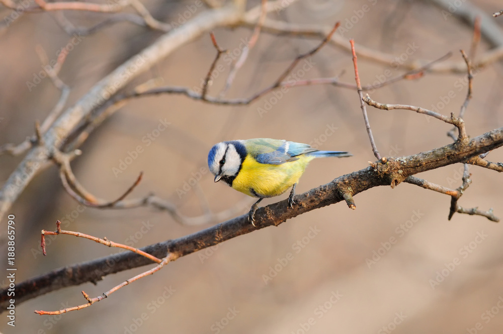 The Eurasian blue tit (Cyanistes caeruleus) in the rays of the rising sun (sitting on the branch with brown background).. The Eurasian blue tit (Cyanistes caeruleus) in the rays of the rising sun (sitting on the branch with brown background)..