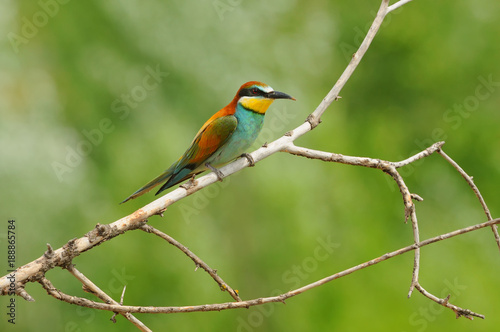 European bee-eater (Merops apiaster) sitting on the branch with green background. © ihelg