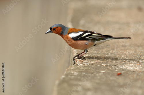 The common chaffinch (Fringilla coelebs) sitting on the concrete block with grey background.