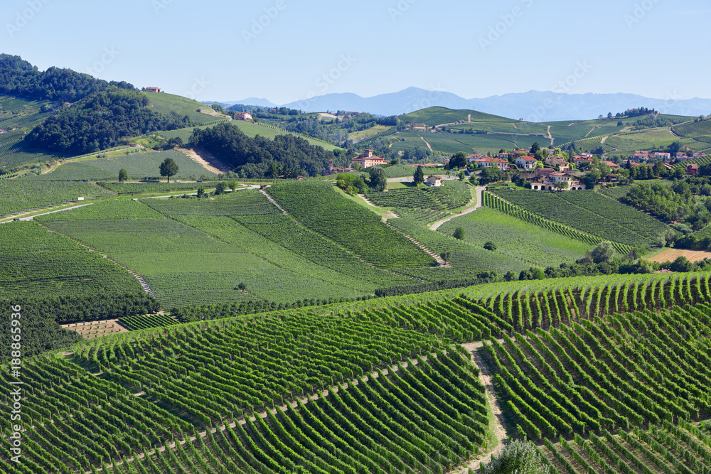 Green vineyards near Barolo, sunny day in Italy