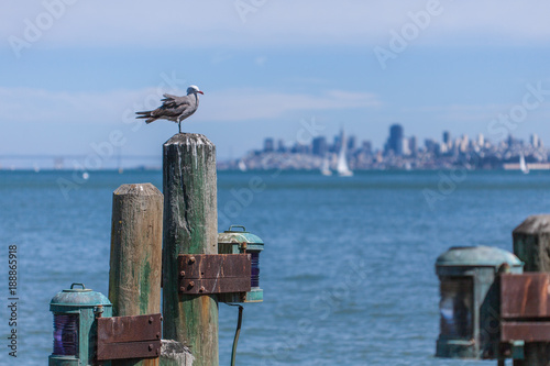 Seagull perched on dock post with San Francisco skyline in background