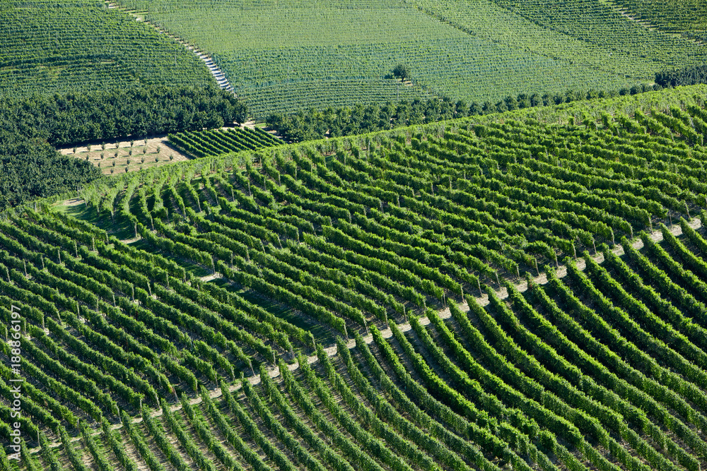 Green vineyards on hill in a sunny day, Piedmont Green vineyards on hill in a sunny day, Piedmont