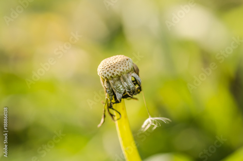 Fototapeta Naklejka Na Ścianę i Meble -  Dandelion 