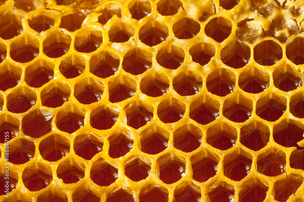 Organic honey in honeycomb - healthy food concept Organic honey in honeycomb - healthy food concept