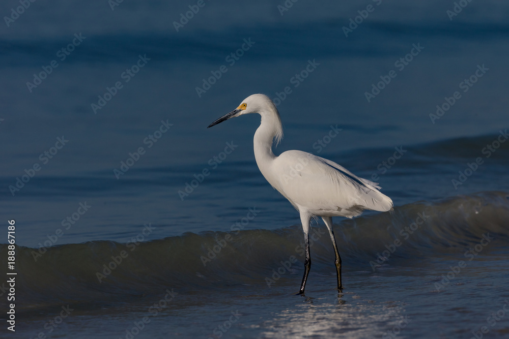 Snowy Egret, Egretta thula, standing in water, looking to fish Snowy Egret, Egretta thula, standing in water, looking to fish