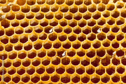 Close up studio shot of authentic organic honey in honeycomb - healthy food concept