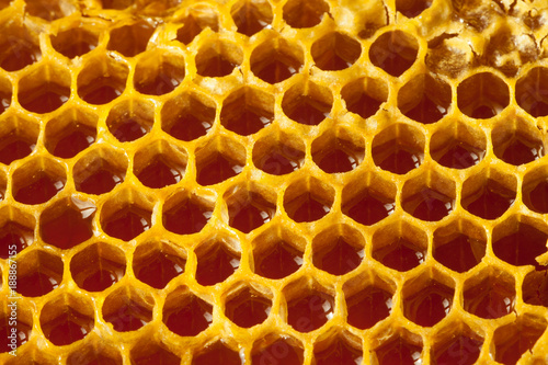 Organic honey in honeycomb - healthy food concept