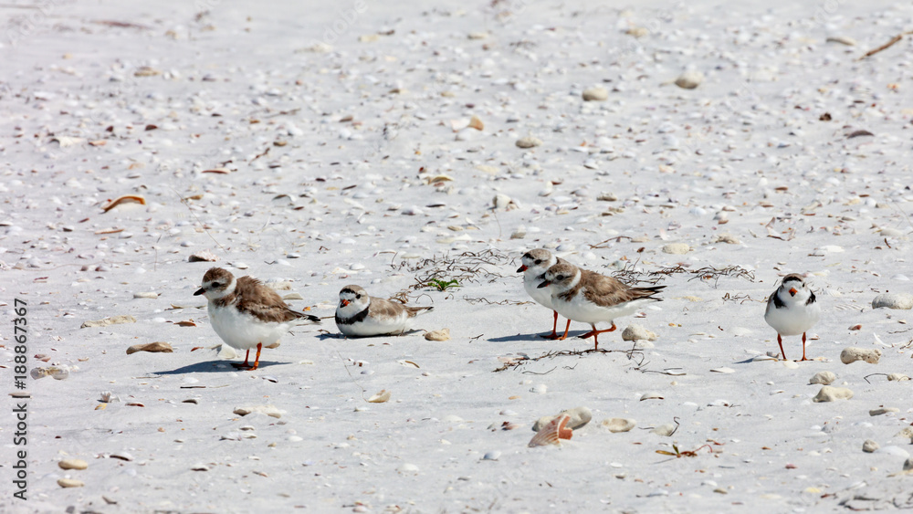 Snowy plover (Charadrius nivosus) on the beach, Sanibel Island, Florida, USA Snowy plover (Charadrius nivosus) on the beach, Sanibel Island, Florida, USA