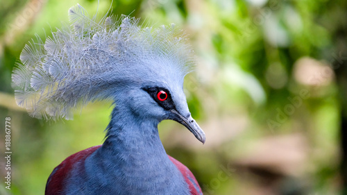 Western & Victorian Crowned-Pigeon bird head close up. Beautiful pigeon with grey crest