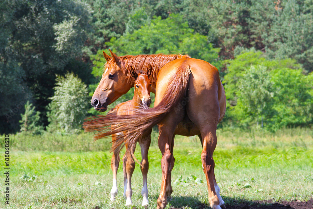 Obraz premium mother protects her foal