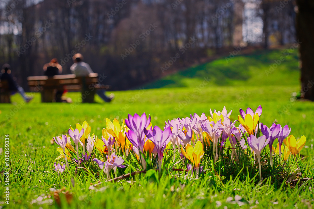 Fototapeta premium Crocusses in a park in the middle of munich