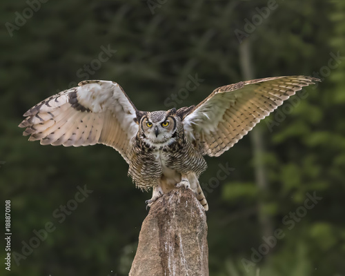 Great Horned Owl photo