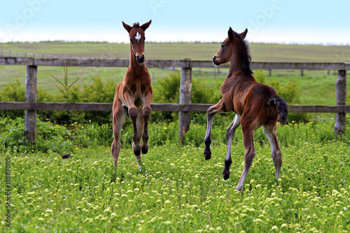 Fototapete foals learn the body by playing