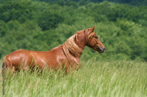 the horse runs gallop in the tall grass