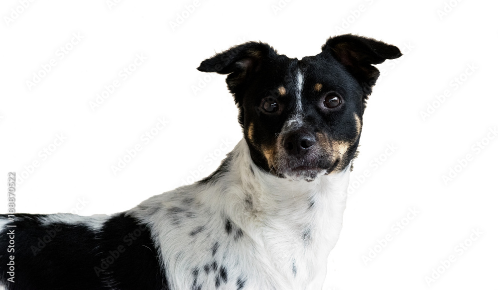 Cute black and white dog, white background isolated cut out, looking directly at camera Cute black and white dog, white background isolated cut out, looking directly at camera