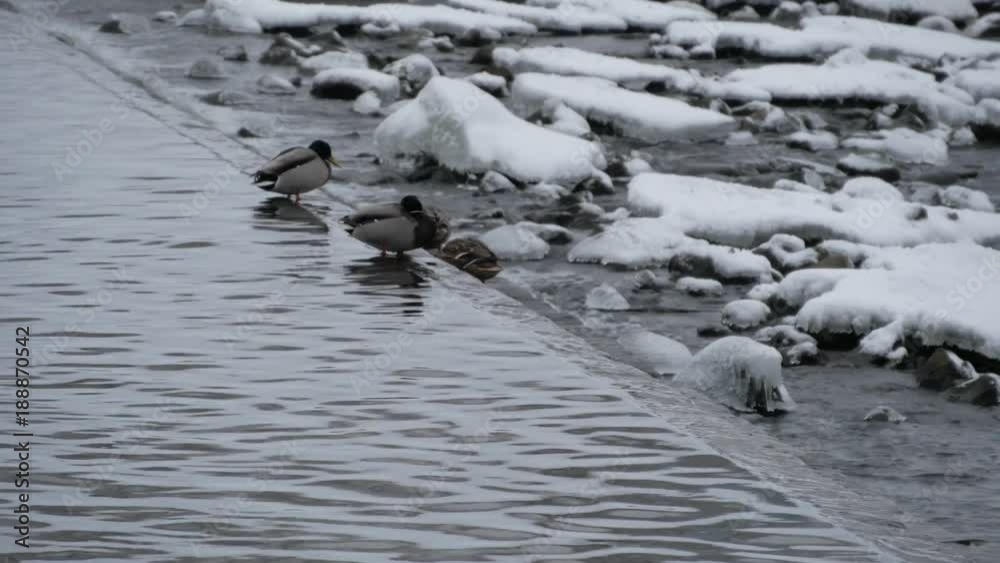 Duck on the river with winter scene in background. The turbulent water near the dam. Visible icicles and ice Duck on the river with winter scene in background. The turbulent water near the dam. Visible icicles and ice