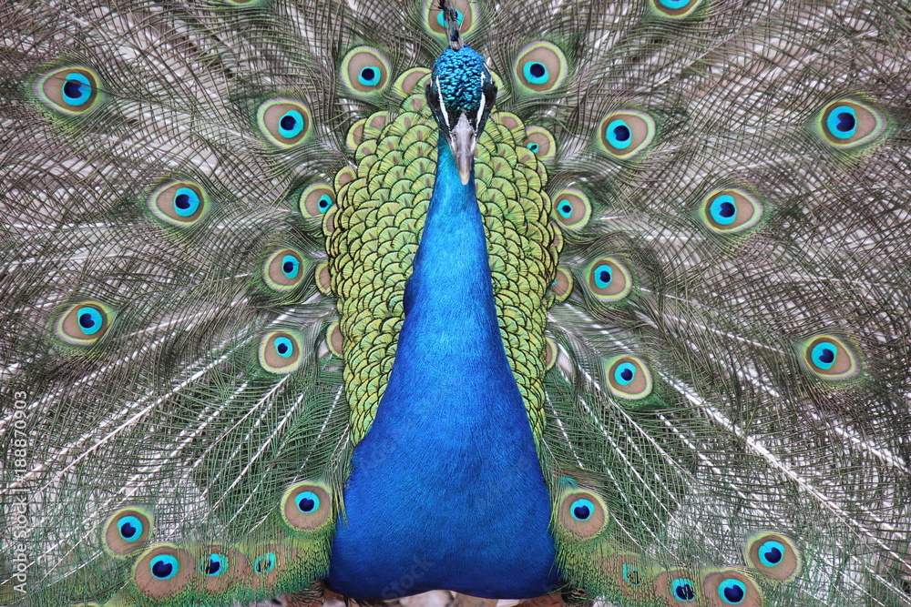 Obraz premium Peacock