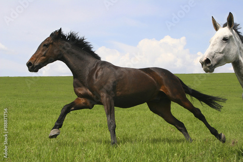 horses playing in the field