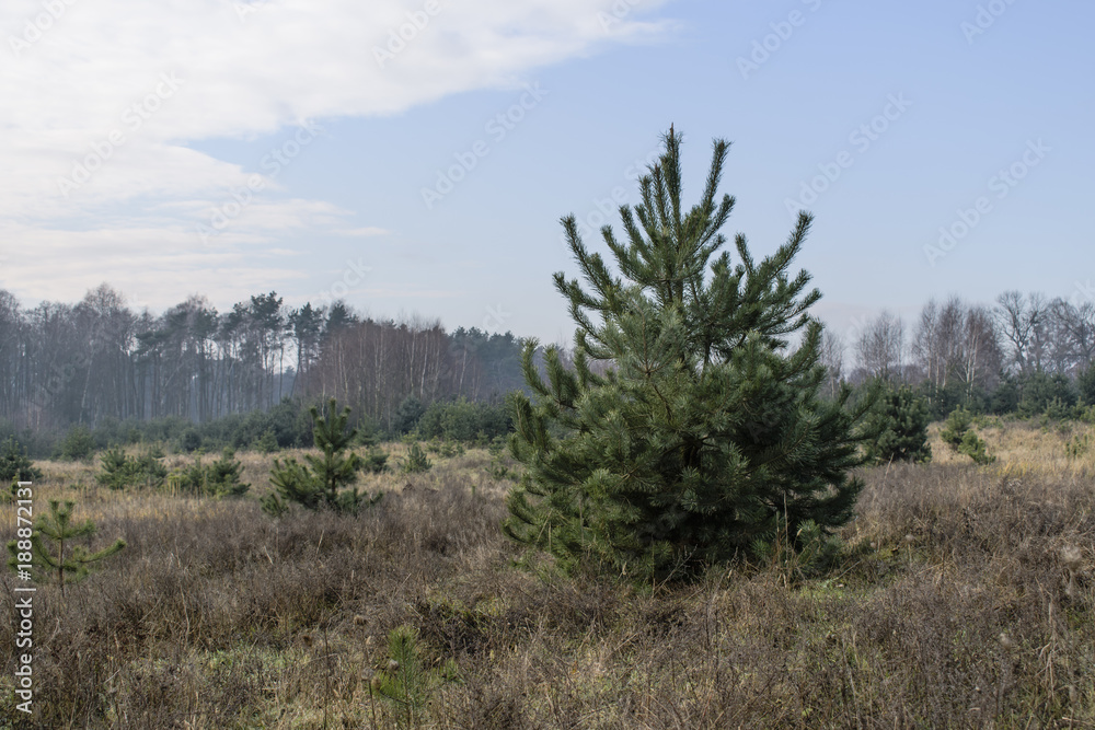 Obraz premium Samotna.