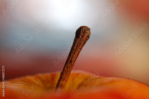 macro, makro, fokus, zoom, 