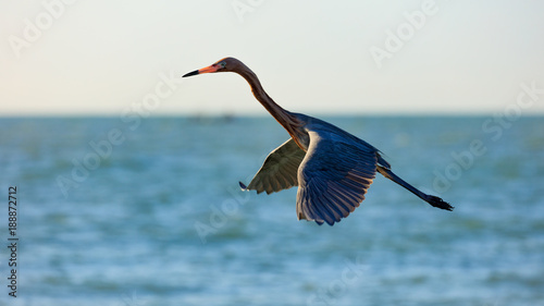 Tricolored heron, Egretta tricolor, flying over the water, Sanibel Island, Florida, USA