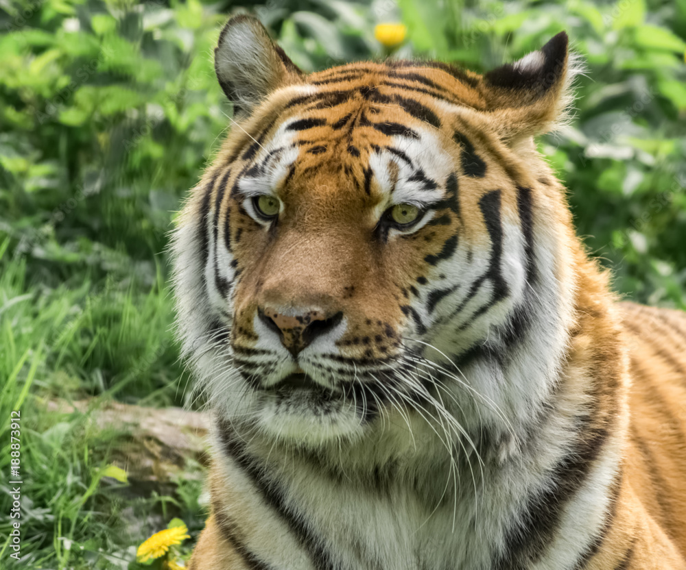 Porträt sibirischer Tiger