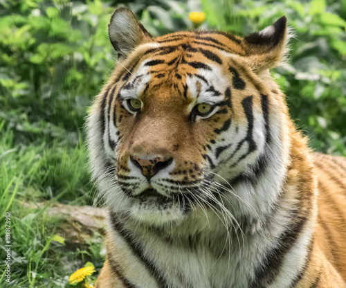 Porträt sibirischer Tiger © Micha Trillhaase