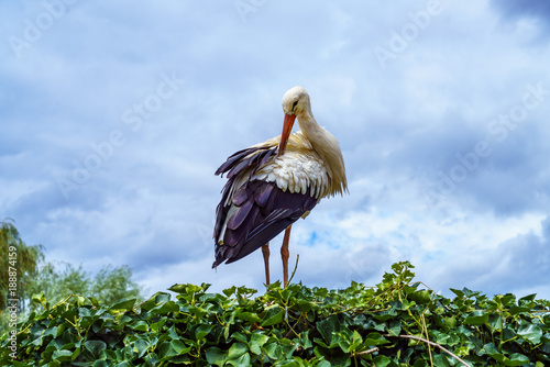 Stork