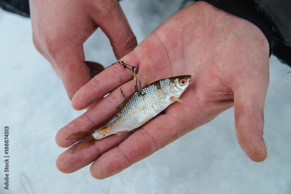 Live bait for pike fissh on hook lying on hand, winter ice fishing