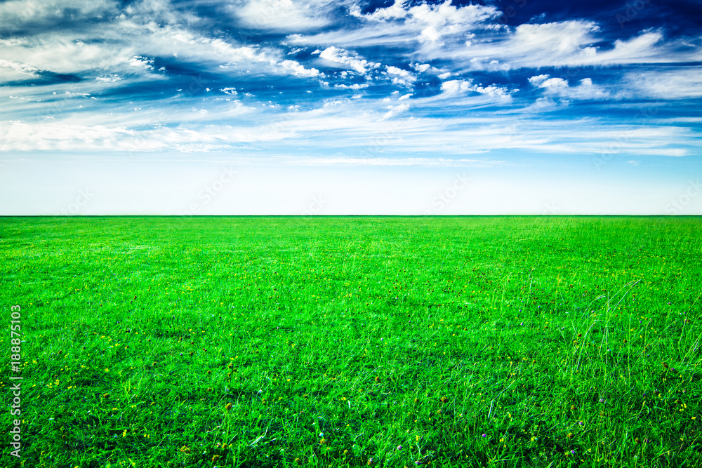 Obraz premium Field of green grass and blue sky in summer day